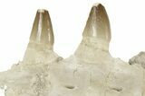 Mosasaur Jaw Section with Three Teeth - Morocco #220667-8